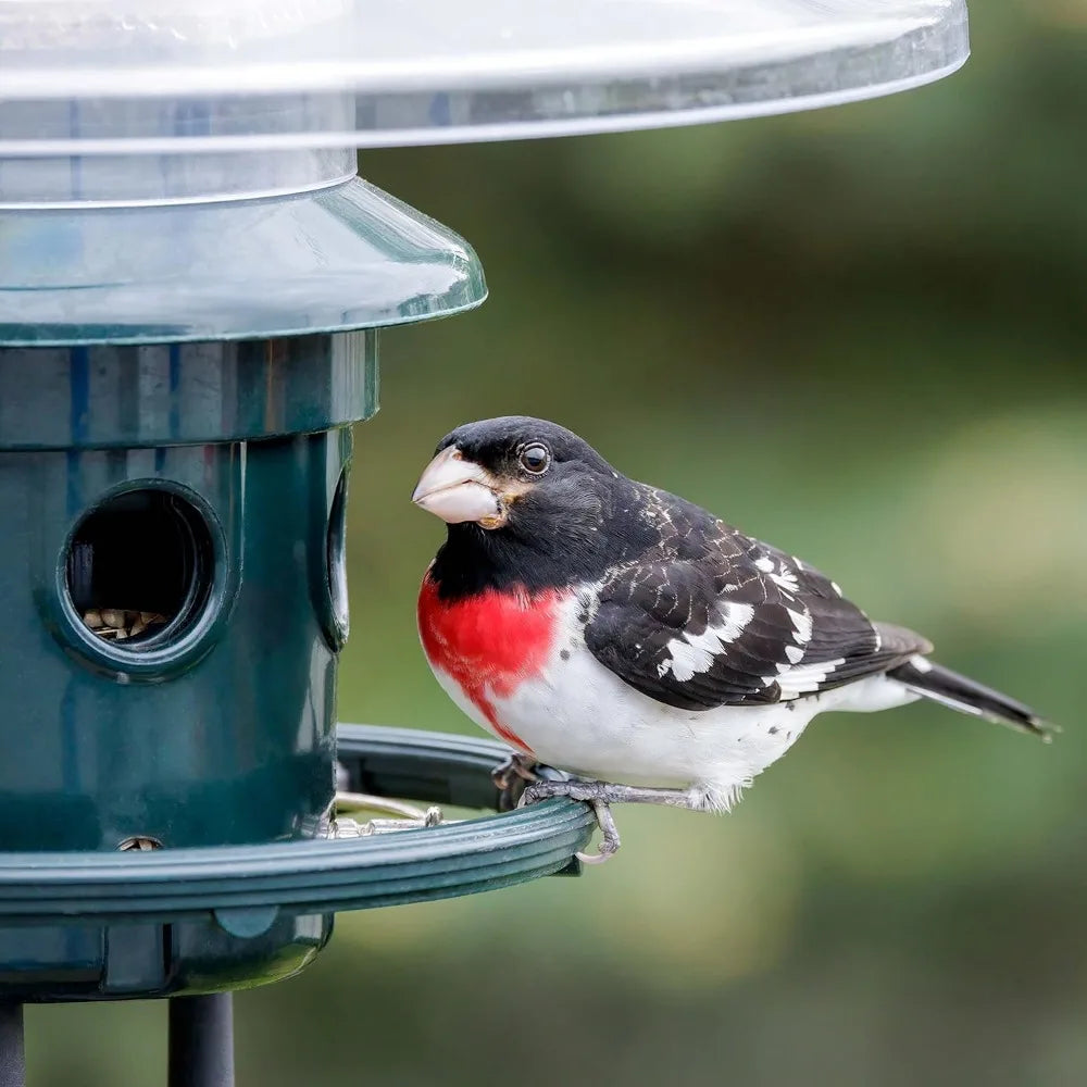 Squirrel-proof Bird Feeder