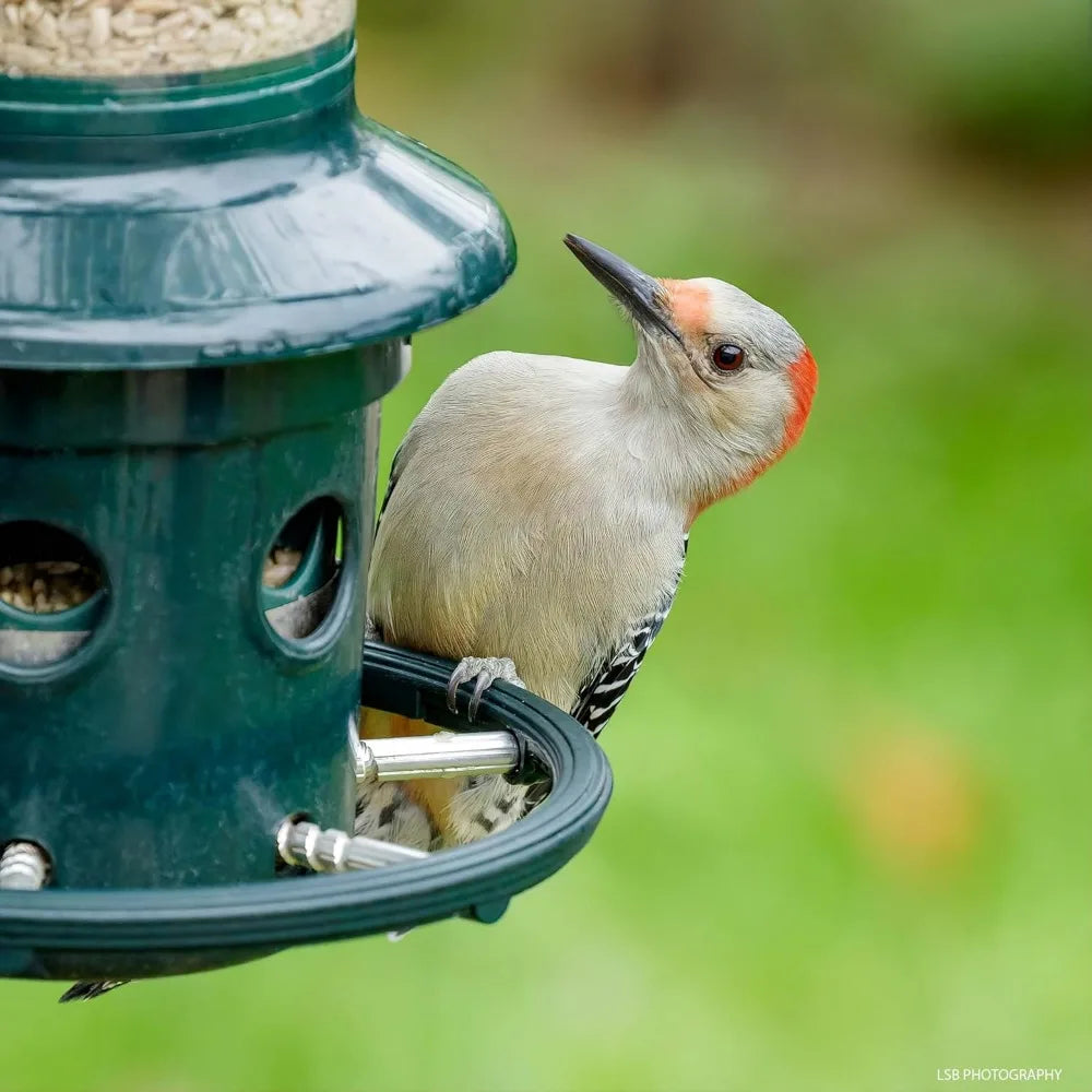 Squirrel-proof Bird Feeder
